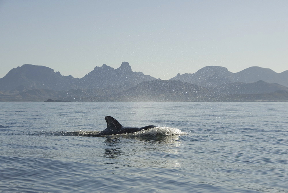 Short finned pilot whale (Globicephala macrorynchus). A pilot whale pushing a bow wave ahead of itself as it travels at speed. Gulf of California.