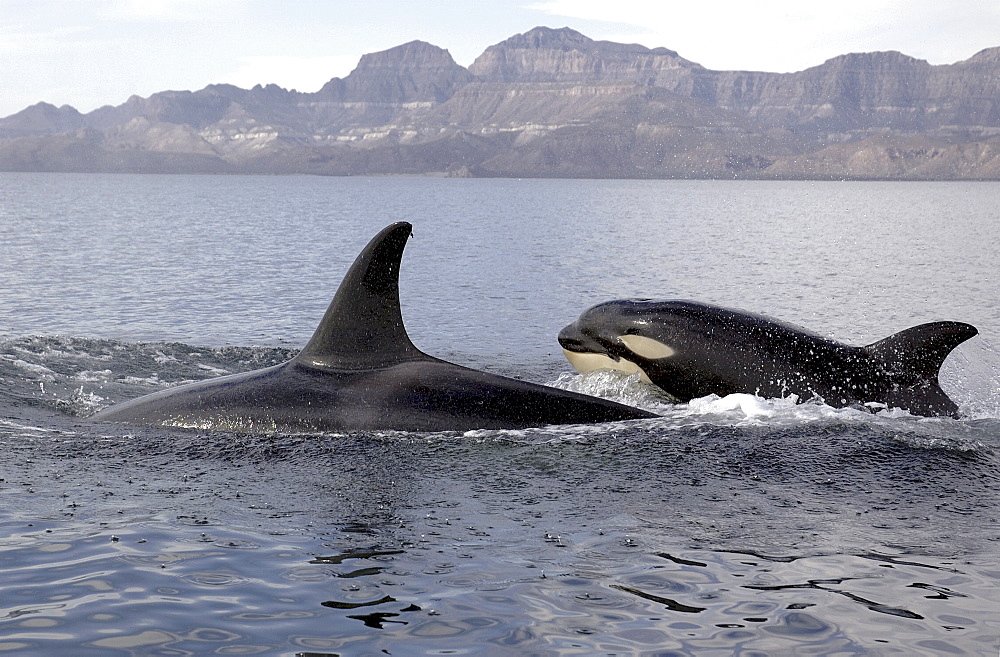 Killer whale (Orcinus orca).  Mother and calf. Gulf of California. (A4 only).