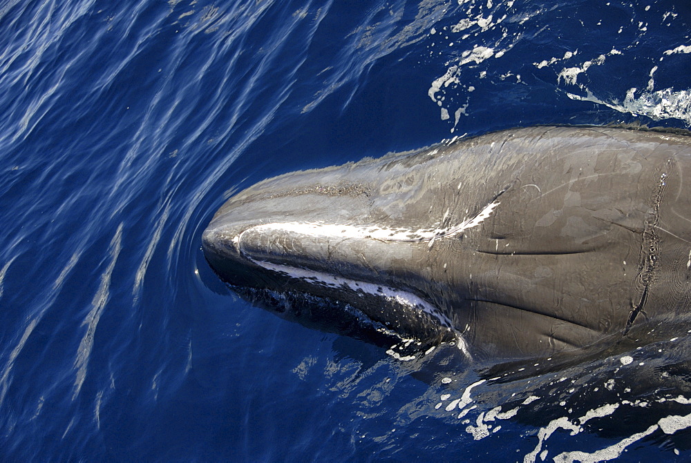 Sperm whale. (Physeter macrocephalus). A sperm whale lying upside down beside a yacht . Caribbean.