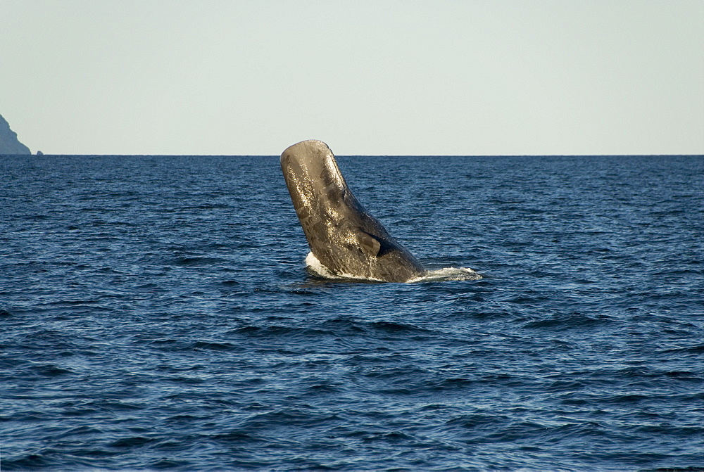Sperm whale. (Physeter macrocephalus). A sperm whale half breaches onto its back. Gulf of California.