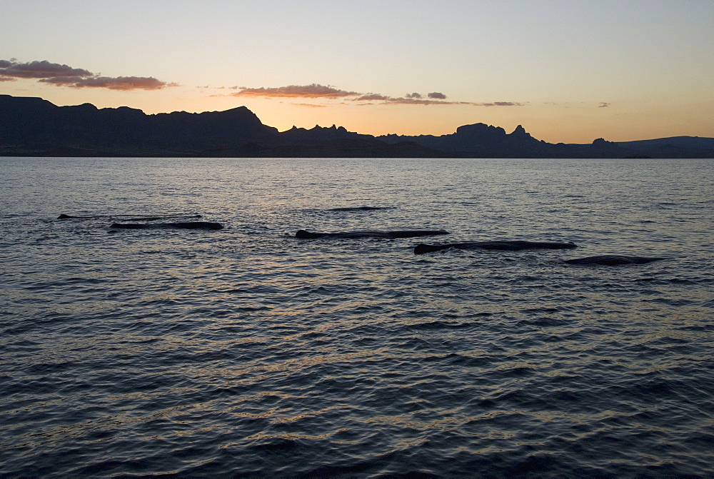 Sperm whale. (Physeter macrocephalus). A group of sperm whales at sundown. Gulf of California.