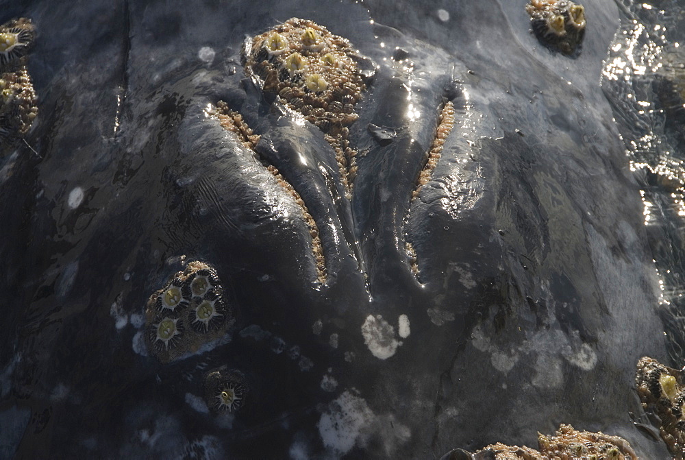 Gray whale (Eschrichtius robustus). The closed blowhole of a gray whale lined with lice. It also shows peeling skin and barnacles. Mexico.