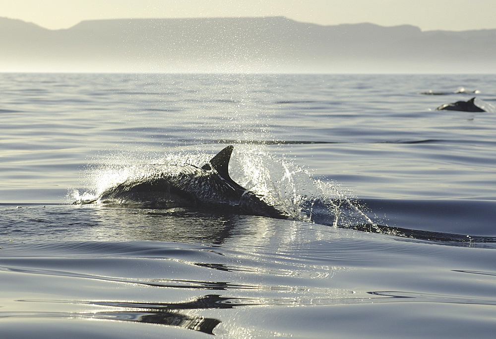 The fin of a common dolphin (Delphinus delphis) at evening. Gulf of California. (A4 only).