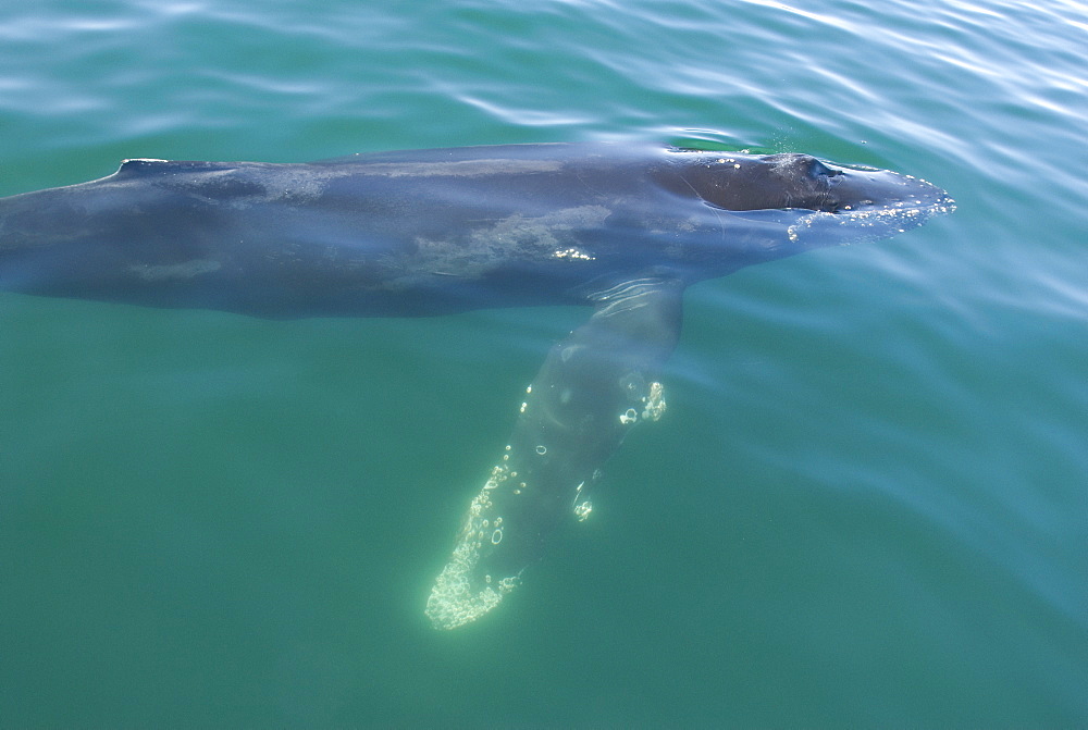 Humpback whale (Megaptera novaeangliae). A humpback passes a whale watching boat with the pectoral flipper extended. Gulf of California.