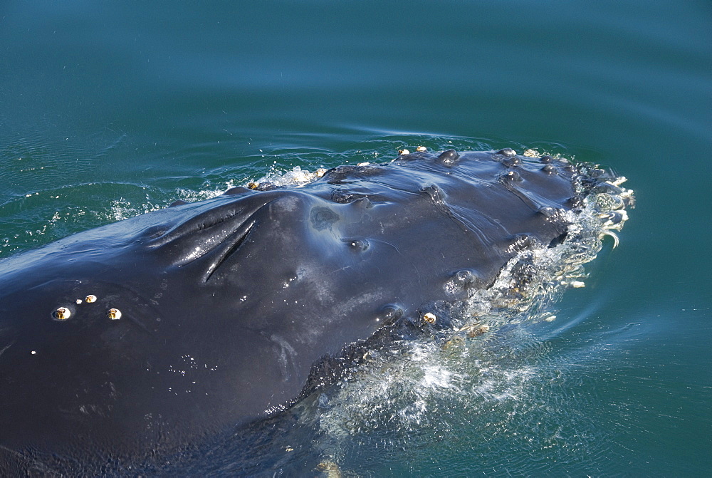 Humpback whale (Megaptera novaeangliae). A close view of the head of a humpback showing the tubercules.Gulf of California.