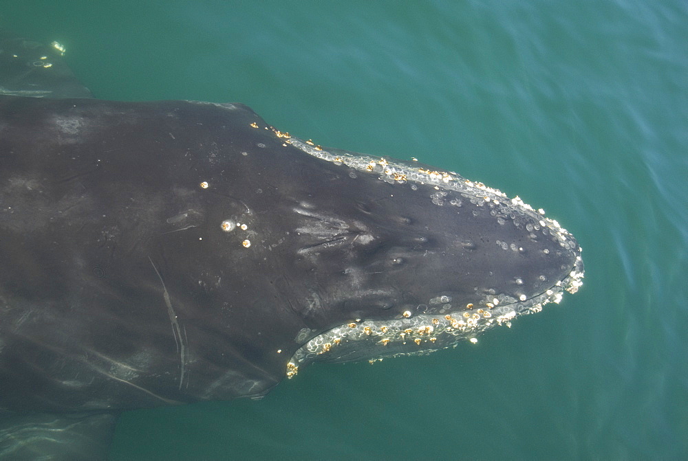 Humpback whale (Megaptera novaeangliae). Looking directly down on to a humpback whale as it surfaces alongside.   Gulf of California.