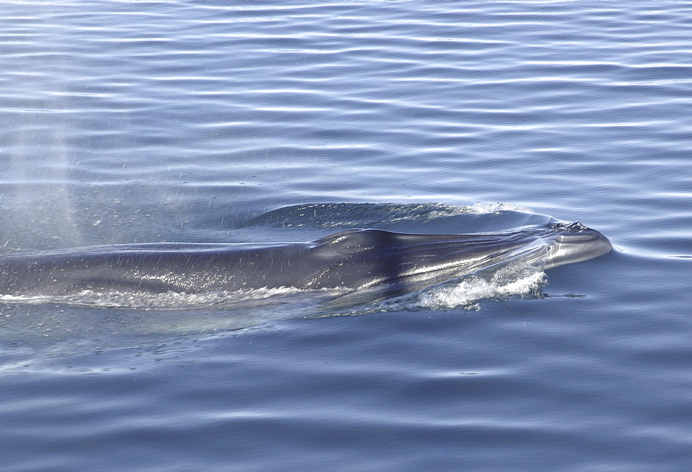 A Bryde's whale (Balaenoptear edeni) with blow. Gulf of California.   (RR)