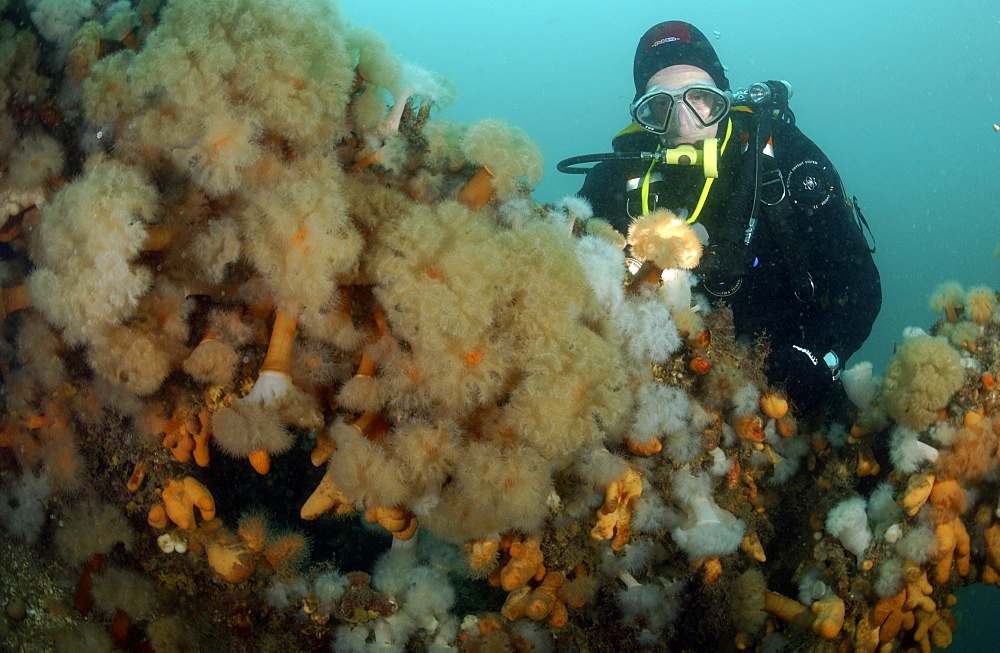 diver in the red sea with some red soft coral. Red Sea