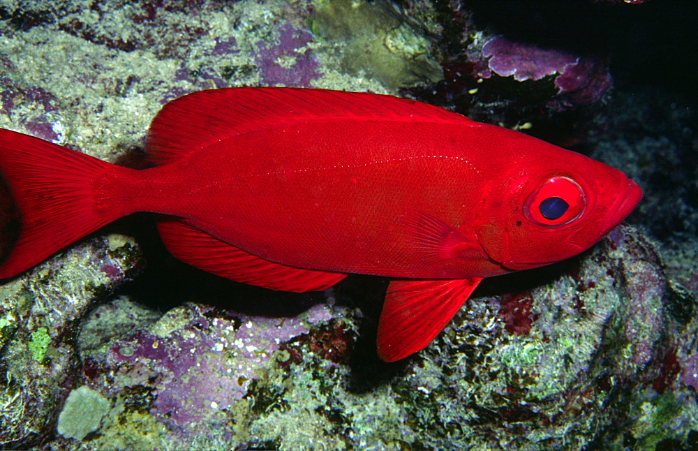 Colourful fish (Species currently unidentified)