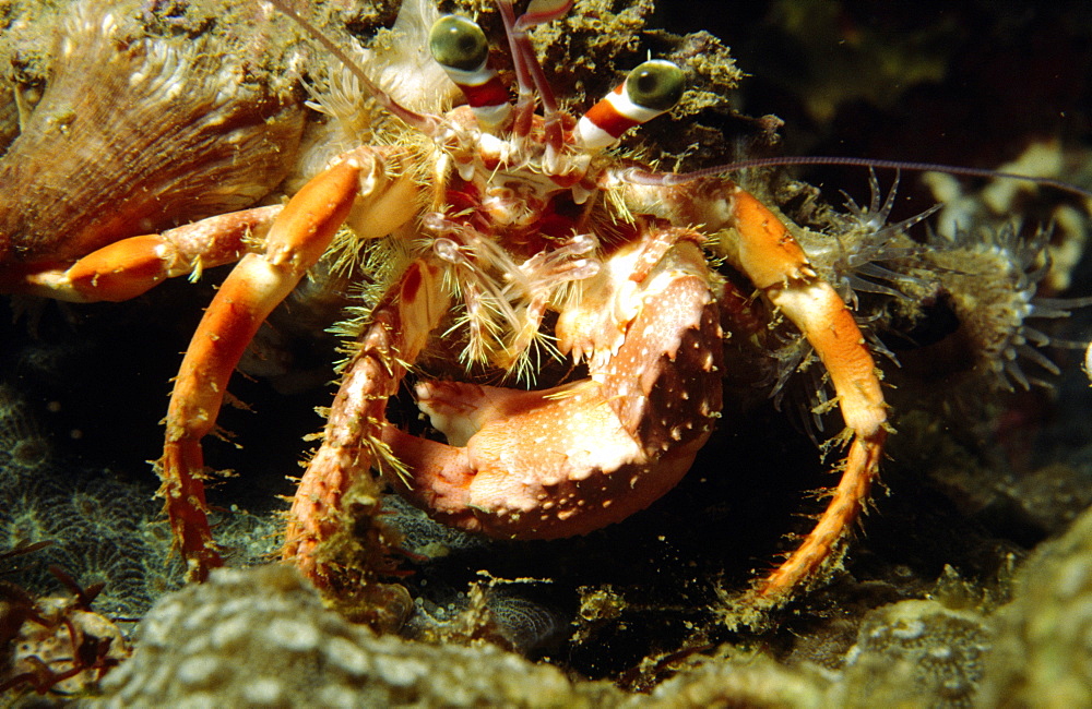 Close up of crab (species currently unidentified) 