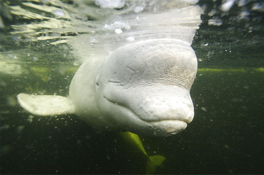 Beluga whales in the white sea . Russia