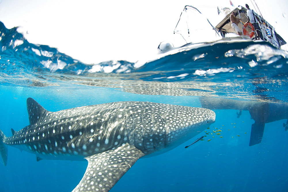 Whale shark, Sakatia Island, Madagascar, Indian Ocean, Africa