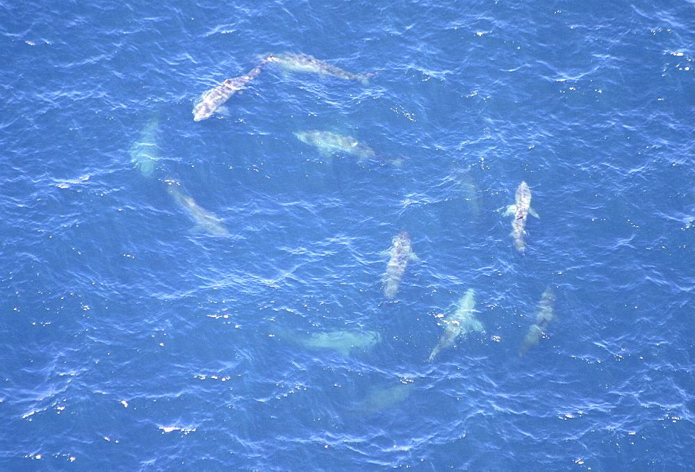 Aerial of Basking Sharks (Cetorhinus maximus). Gulf of Maine, USA.   (rr)