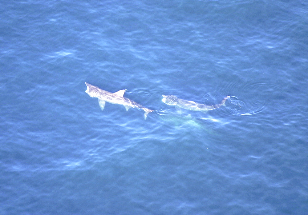 Aerial of Basking Sharks (Cetorhinus maximus). Gulf of Maine, USA.   (rr)