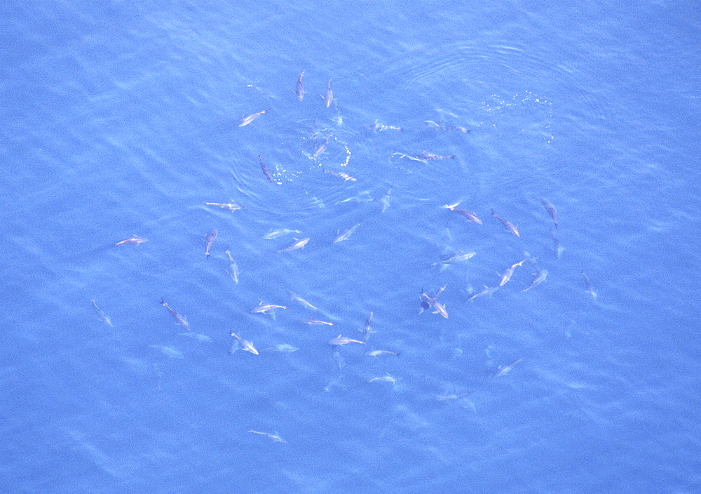 Aerial of Tuna fish.  Gulf of Maine, USA.    (rr)