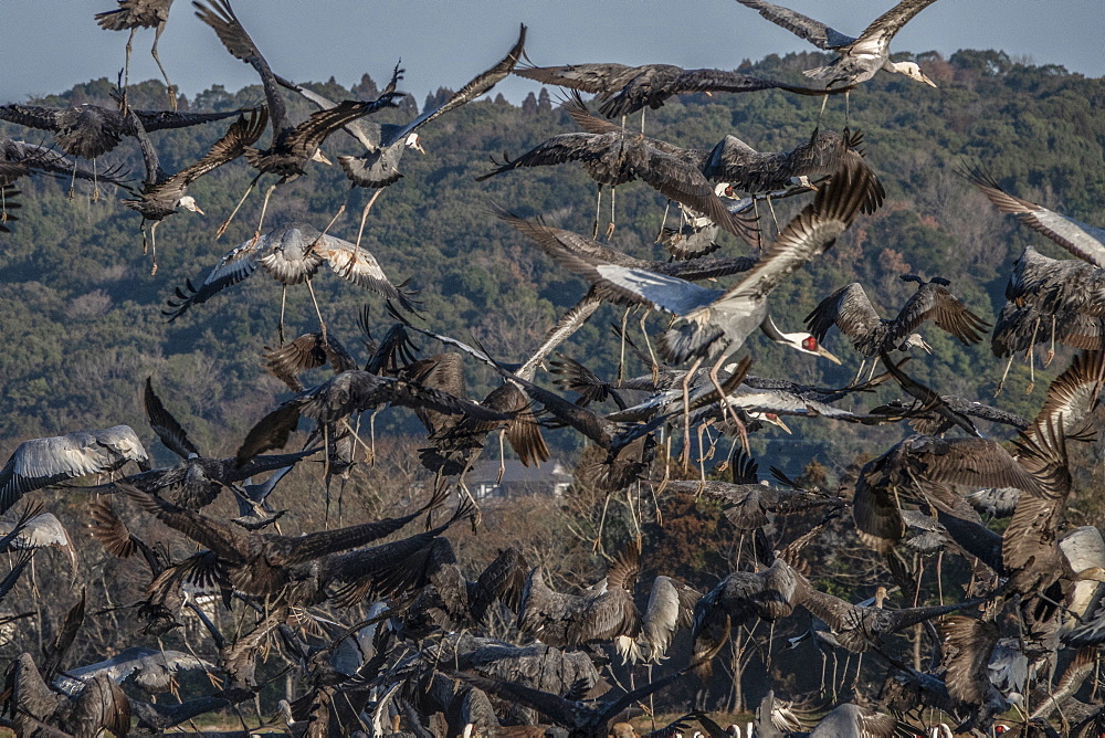 White naped cranes taking off, Arasaky, Hokkaido, Japan, Asia