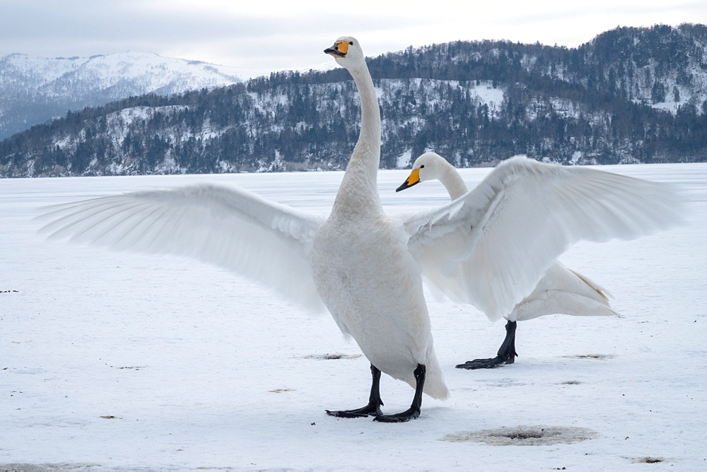 Hooper swan wing span, Lake Kussharo, Akan National Park, Hokkaido, Japan, Asia