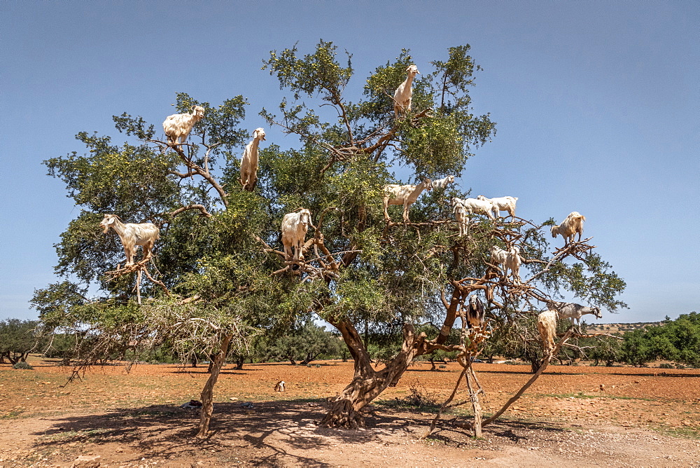 Goats in a tree, Morocco, North Africa, Africa