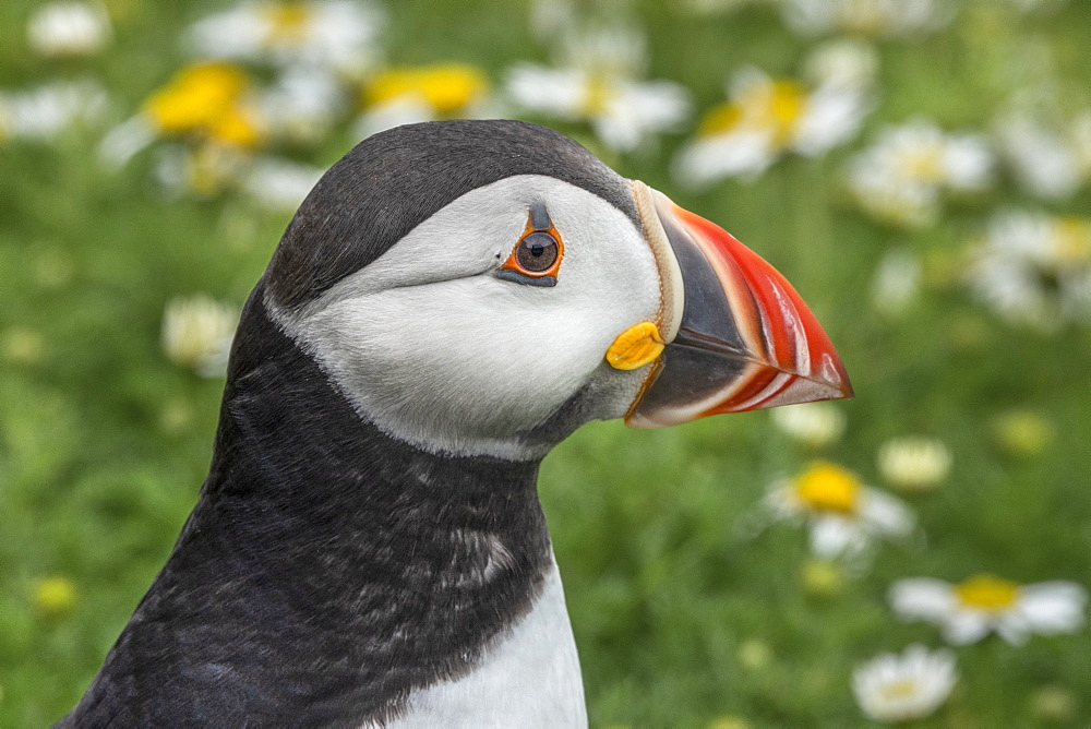 Puffin head close up from the side on Skomer, Wales, United Kingdom, Europe