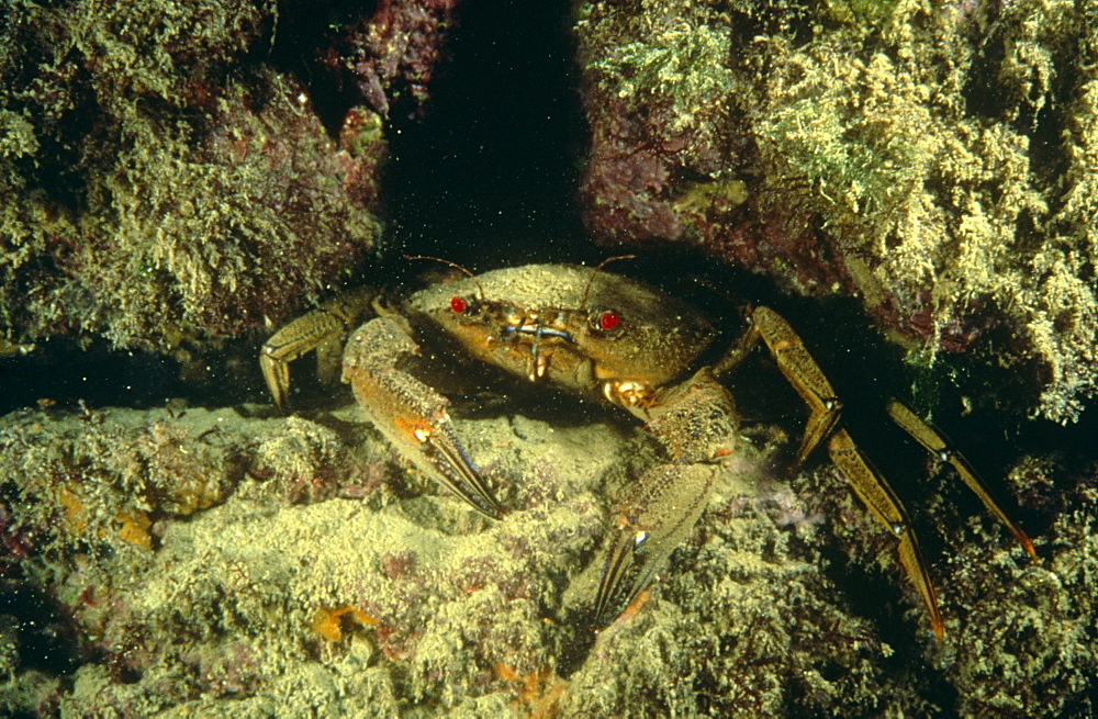 Velvet swimming crab (Liocarcinus puber) positioned in a crevice. UK.