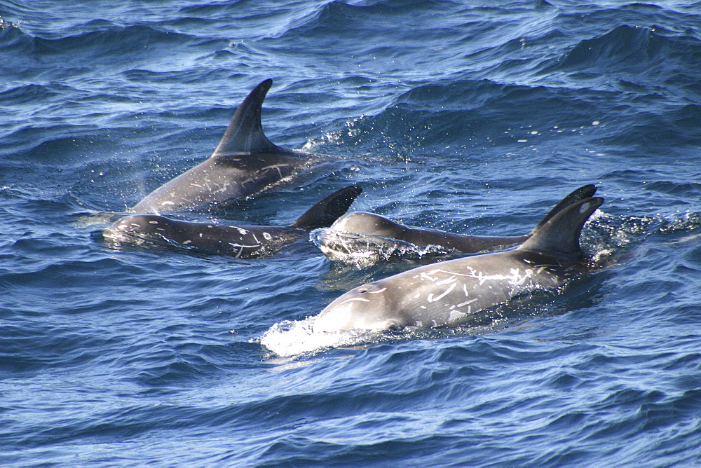 Risso's dolphins surfacing, juvenile in middle (Grampus griseus) Azores, Atlantic Ocean (A4 only).