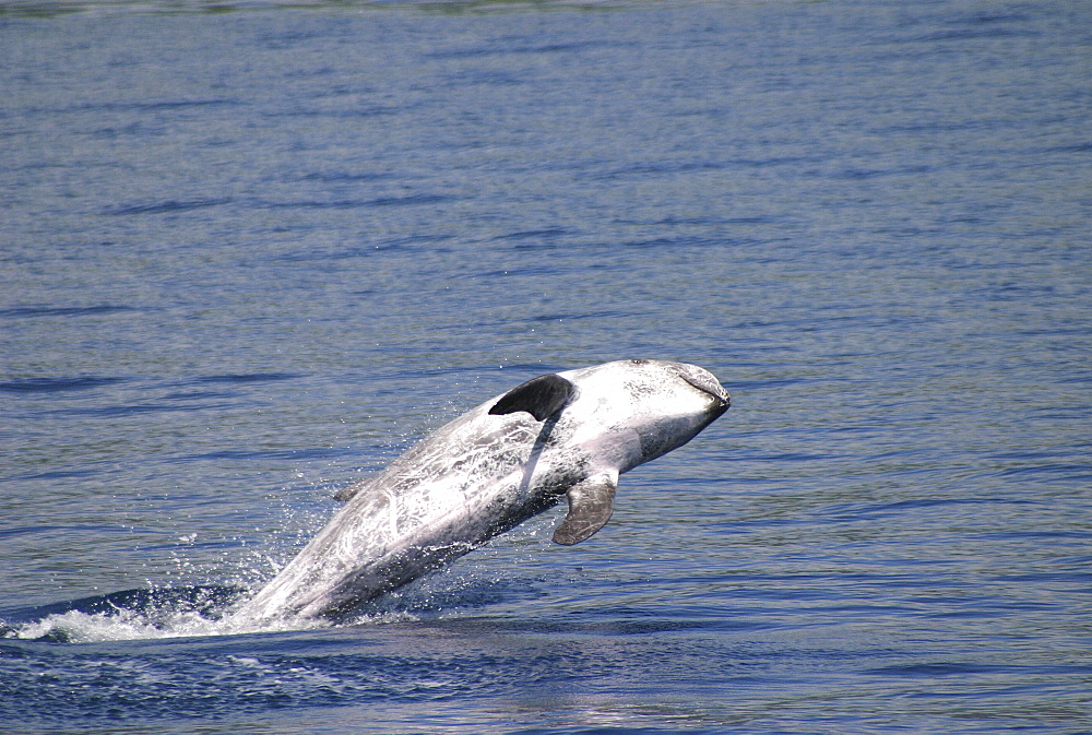 Risso's dolphin breaching (Grampus griseus) Azores, Atlantic Ocean (A4 only).