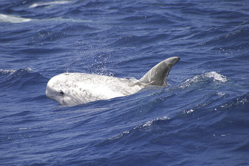 Risso's Dolphin, Grampus griseus, swimming off the Azores Islands (A4 only).