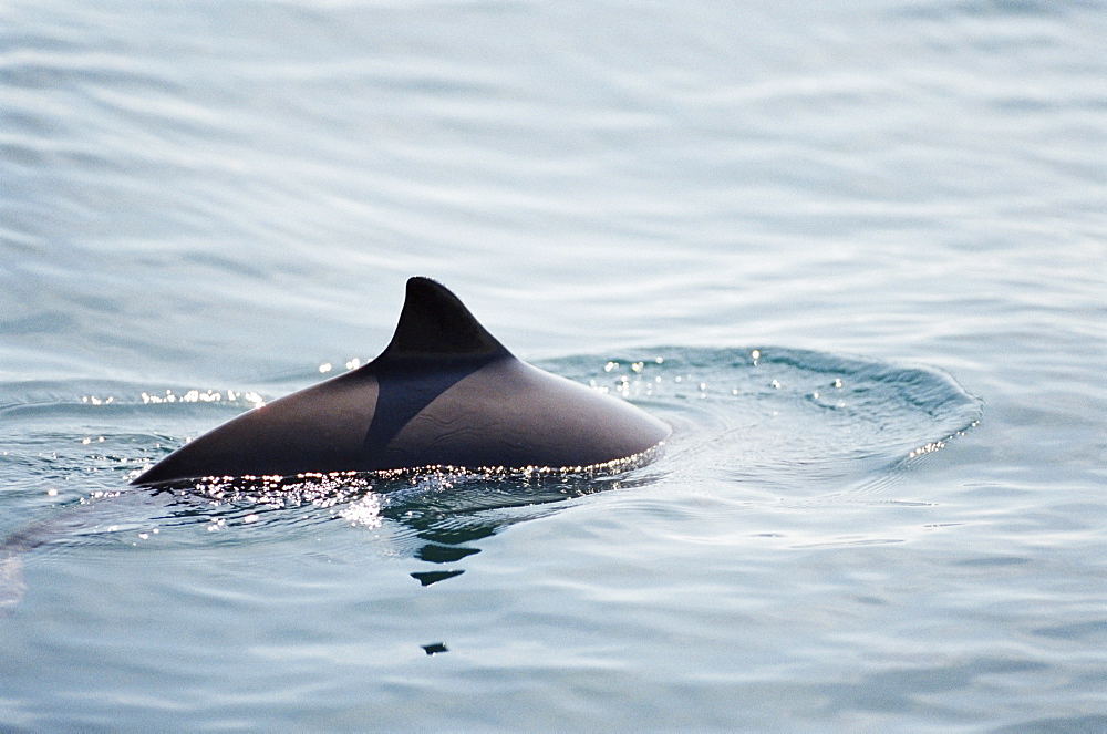 Harbour porpoise (Phocoena phocoena) showing characteristic triangular dorsal fin. Hebrides, Scotland 