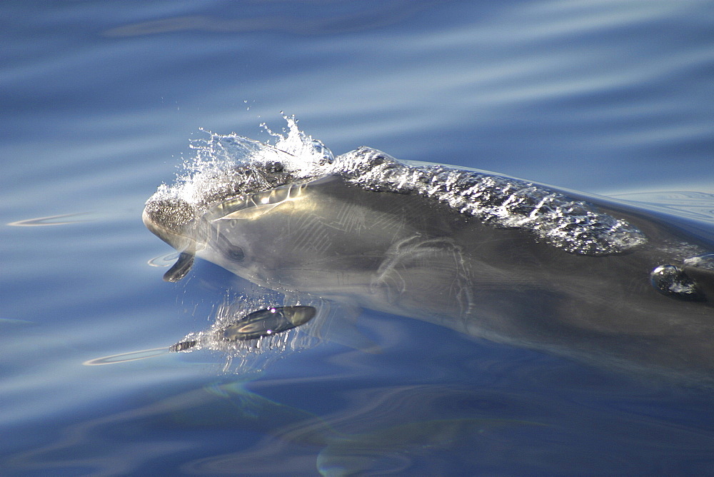 Bottlenose dolphin surfacing to breath (Tursiops truncatus) Azores, Atlantic Ocean (A4 only).