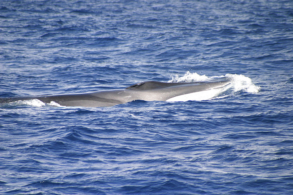 Fin whale surfacing (Balaenoptera physalus) Azores, Atlantic Ocean (A4 only).