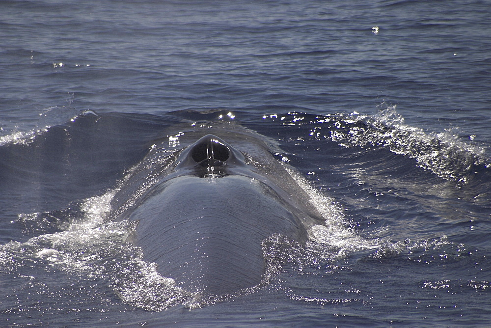 Fin Whale, Balaenoptera physalus, showing blowhole and back off the Azores Islands (A4 only).