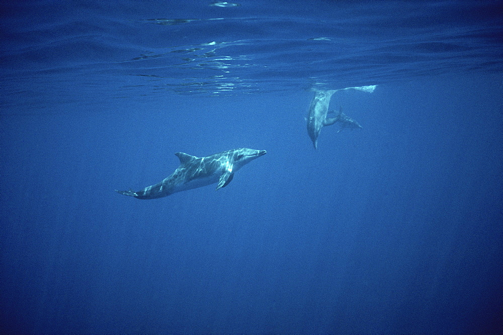 Rough Tooth Dolphin (Steno bredanensis) underwater. Azores