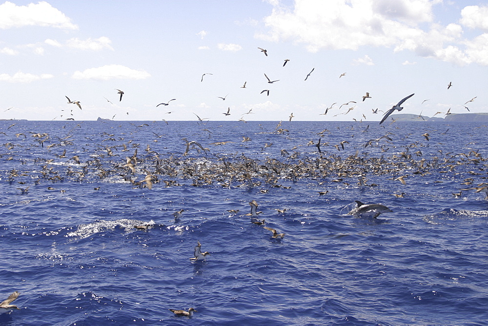 Cory's Shearwaters Feeding with Spotted Dolphin, (Calonectris diomeda and Stenella frontalis). Azores (A4 only).