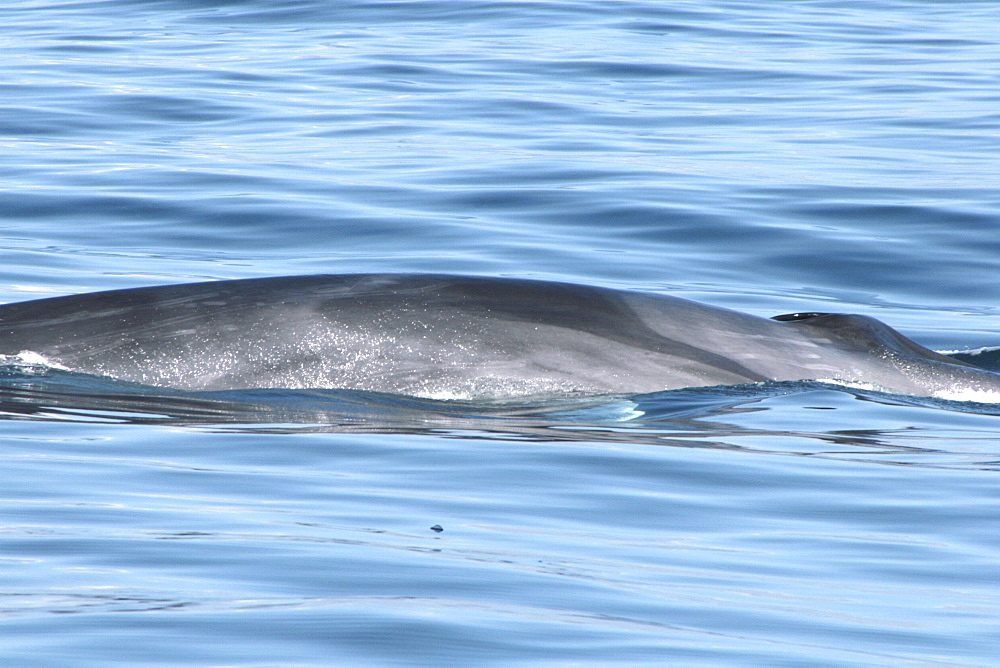 Fin Whale at the surface showing the distinctive chevron pattern. Azores, North Atlantic