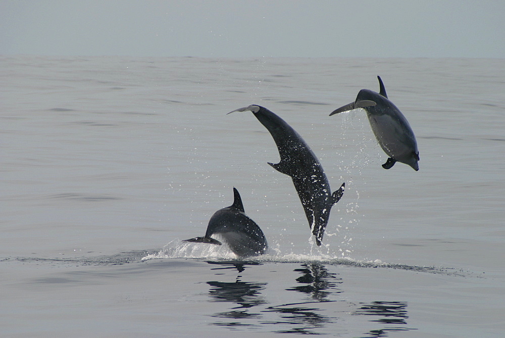 Bottlenose Dolphin, (Tursiops truncatus) leaping trio. Azores