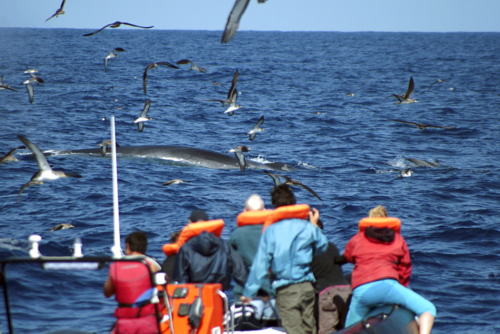 Feeding Fin Whale being watched by Whale Watchers in the Azores