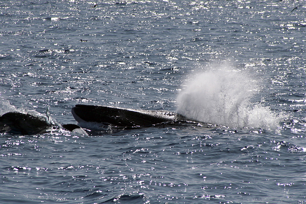 Fin Whale Surfacing with bowriding dolphins. Azores, North Atlantic