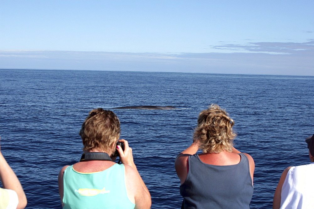 Whale Watchers in the Azores observing a fin whale. Azores, North Atlantic