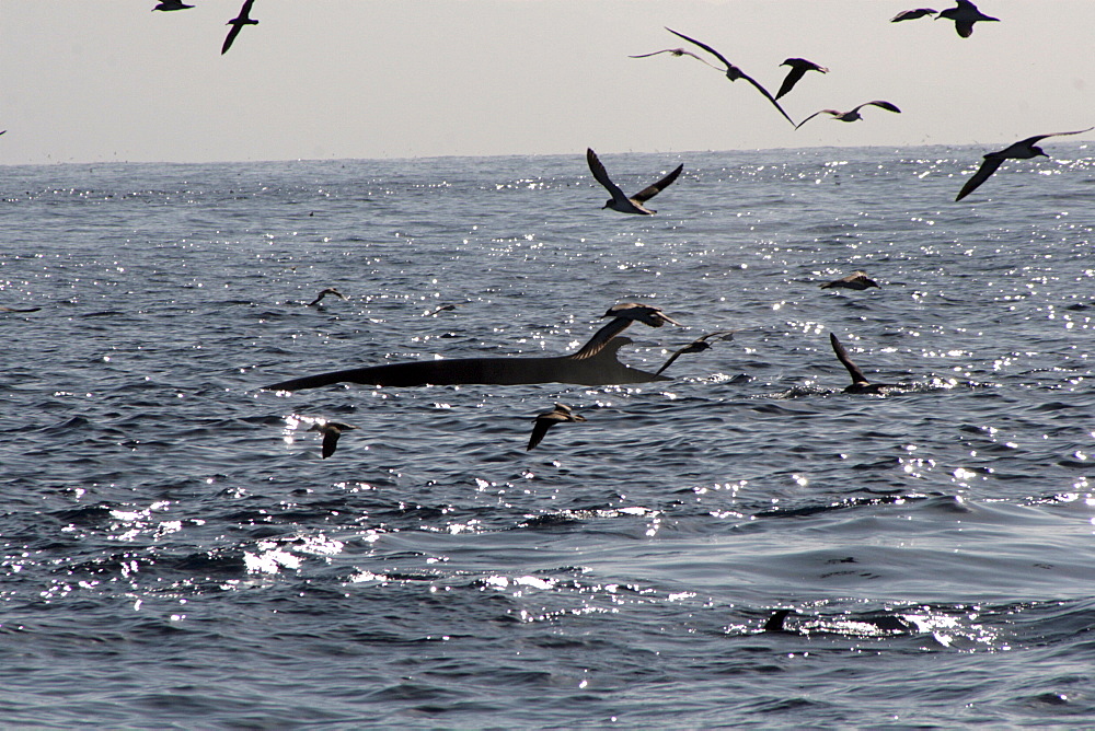 Fin Whale surfacing amid Cory's Shearwaters in the Azores