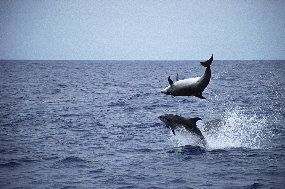 Bottlenose Dolphin (Tursiops truncatus) leaping duo. Azores