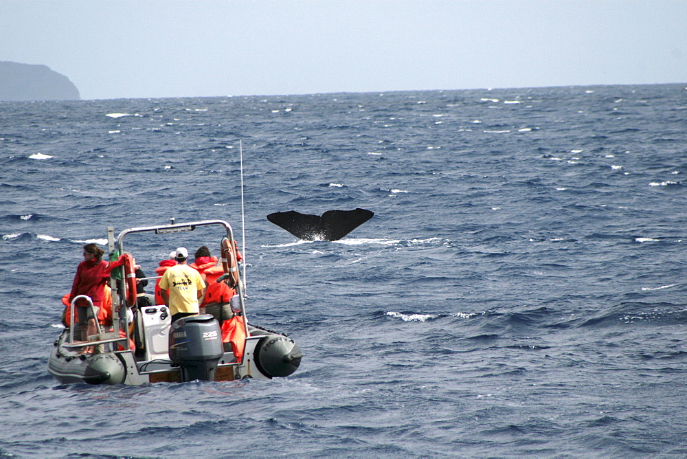 Whale Watch on a blustery day. Azores, North Atlantic