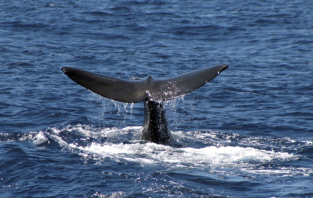 Sperm Whale Fluke. Azores, North Atlantic