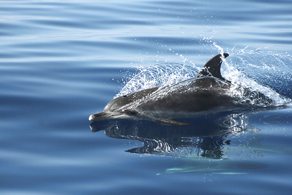 Spotted Dolphin parting the water along the surface. Azores, North Atlantic