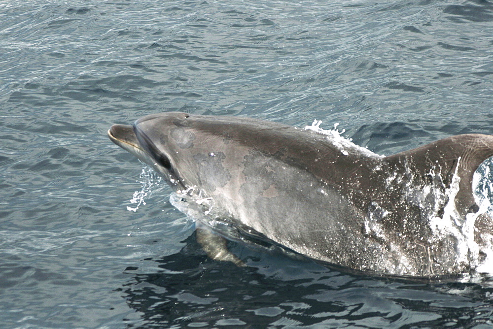 Bottlenose dolphin with some sort of skin problem, swimming off the Azores, North Atlantic