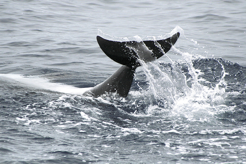 Bottlenose Dolphin tail slap. Azores, North Atlantic