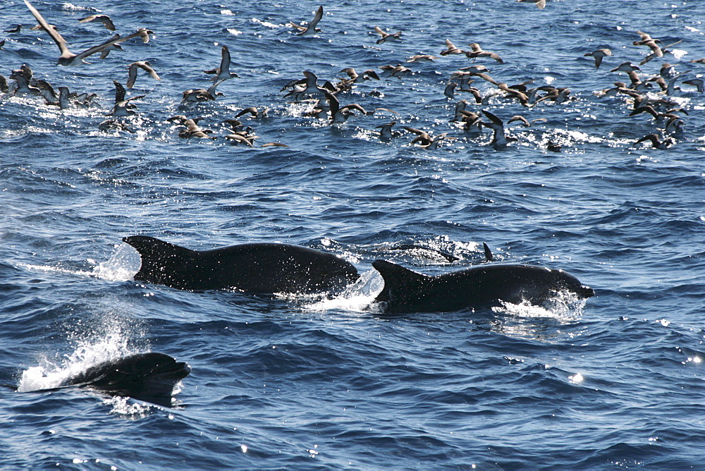 Bottlenose Dolphin feeding with a group of Cory's Shearwaters. Azores, North Atlantic