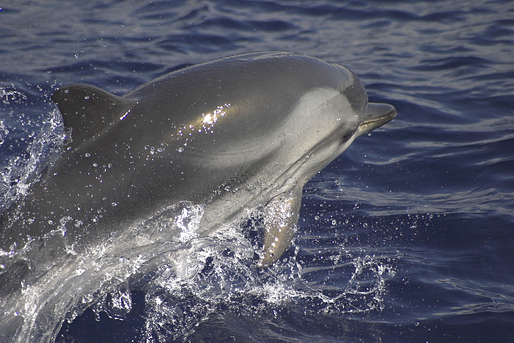 Striped Dolphin, Stenella coeruleoalba, leaping off the Azores Islands, showing white blaze above the eye (A4 only).