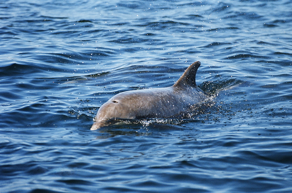 Bottlenose dolphin (Tursiops truncata) that took up resident around an island in the Hebrides for many years with her calf: Starlight and Sparkle. West coast of Scotland, UK