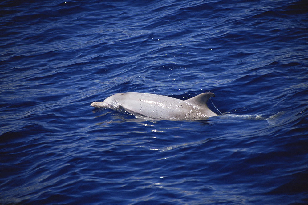 Atlantic Spotted Dolphin, (Stenella frontalis). Azores