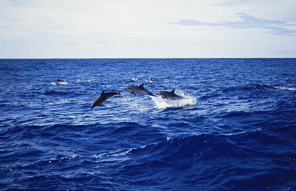 Atlantic Spotted Dolphin (Stenella frontalis) leaping trio. Azores